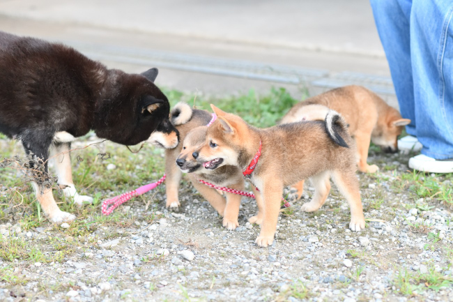 3兄妹で遊ぶ柴犬の子犬