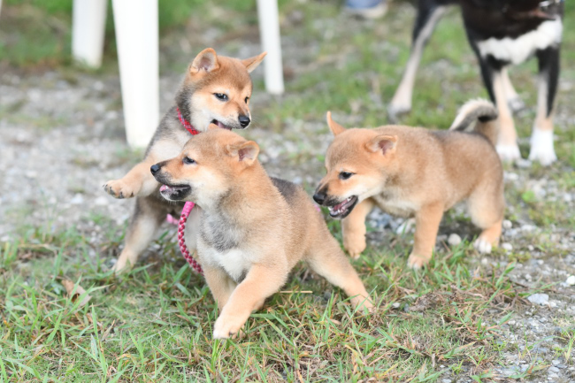 3兄妹で遊ぶ柴犬の子犬