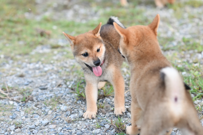 3兄妹で遊ぶ柴犬の子犬