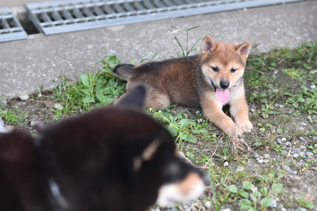 お母さんをジッと見る柴犬葉菜ちゃん