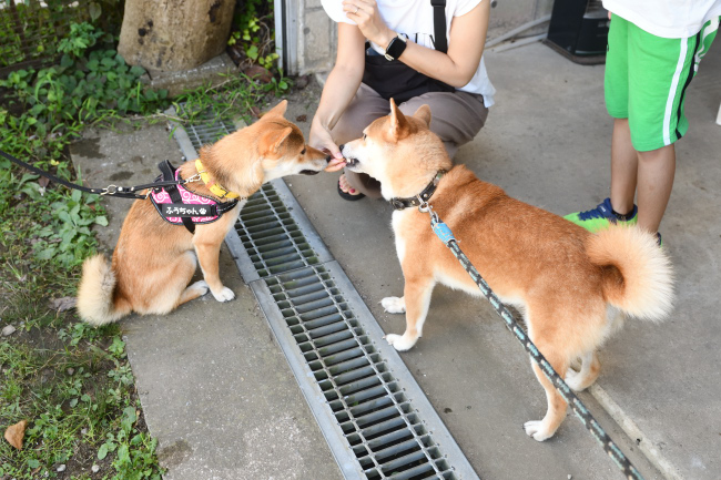 お父さんの菊次郎くんと娘のふうちゃん