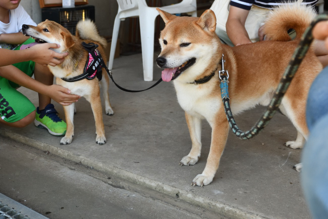 お父さんの菊次郎くんと娘のふうちゃん