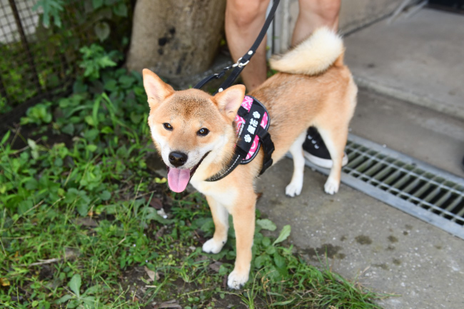 柴犬ふうちゃんの写真