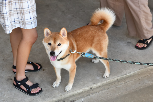 柴犬菊次郎くん