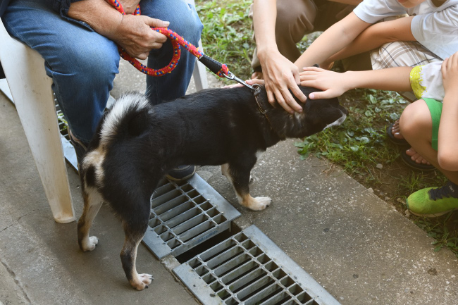 飼い主様に撫でられる黒柴花ちゃん