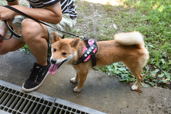 柴犬ふうちゃん