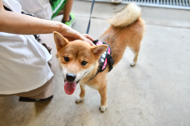 満面の笑みの柴犬ふうちゃん