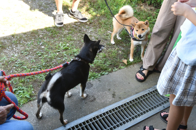 黒柴花ちゃんと娘のふうちゃん
