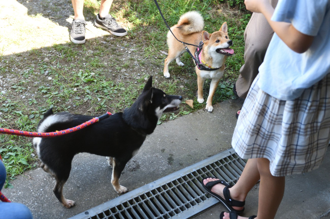 黒柴花ちゃんと娘のふうちゃん