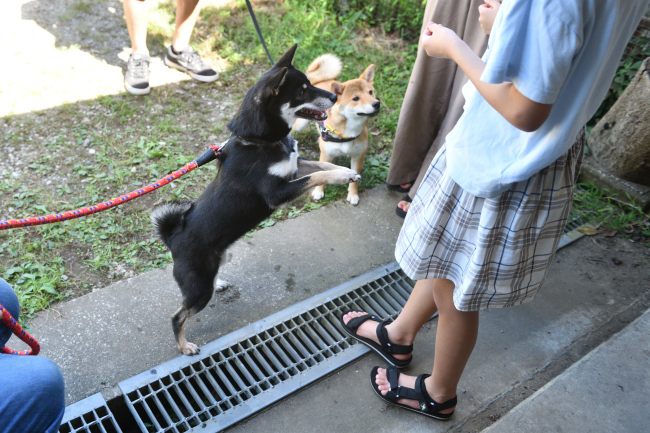 黒柴花ちゃんと娘のふうちゃん