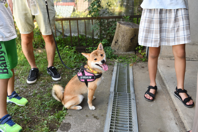 満面の笑みの柴犬ふうちゃん