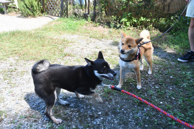 黒柴花ちゃんと娘のふうちゃん