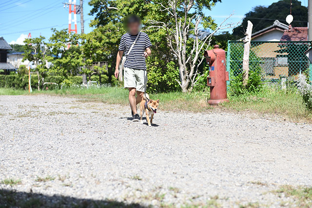 暑い日差しと柴犬ふうちゃん