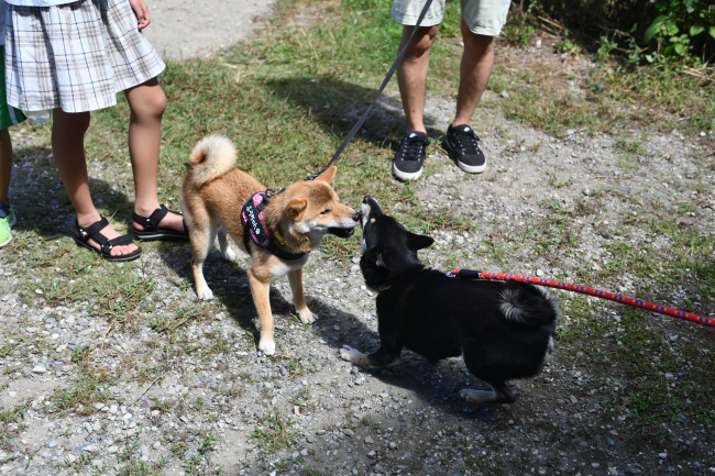 黒柴花ちゃんと娘のふうちゃん