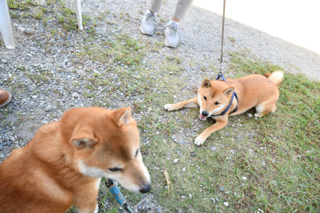 菊次郎くんと蒼くん