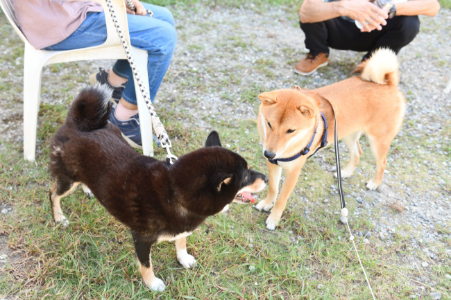 お母さんのマリモと蒼くんの再会