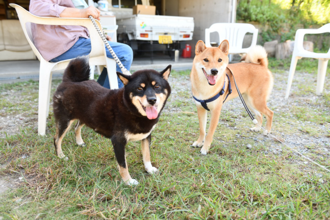お母さんのマリモと蒼くんの再会