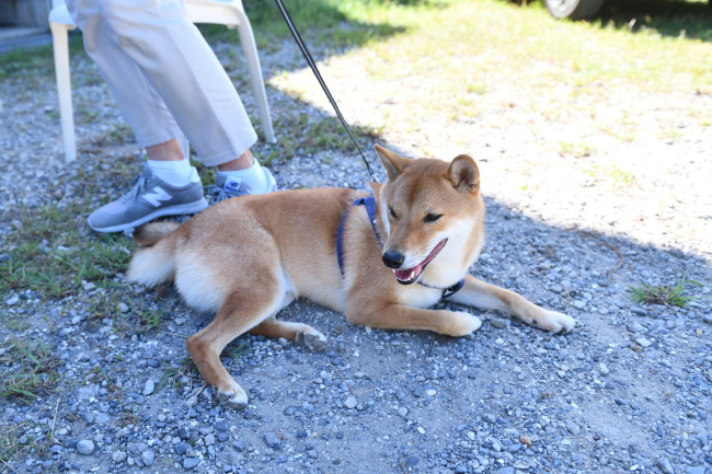 寝そべる蒼くん