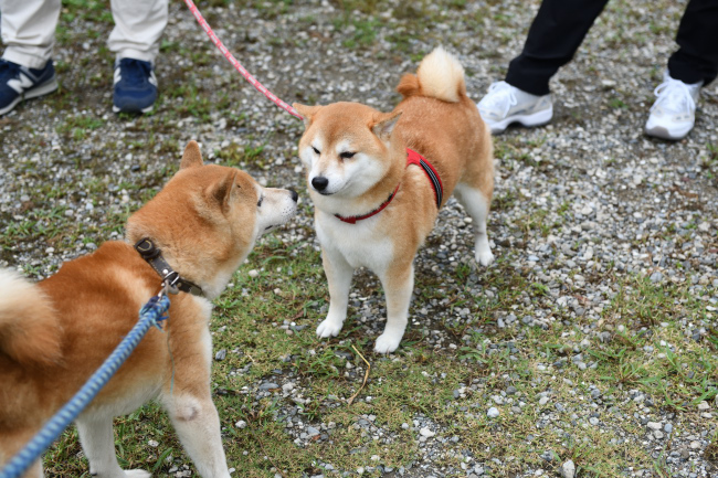 お父さんの源太くんとらんちゃん
