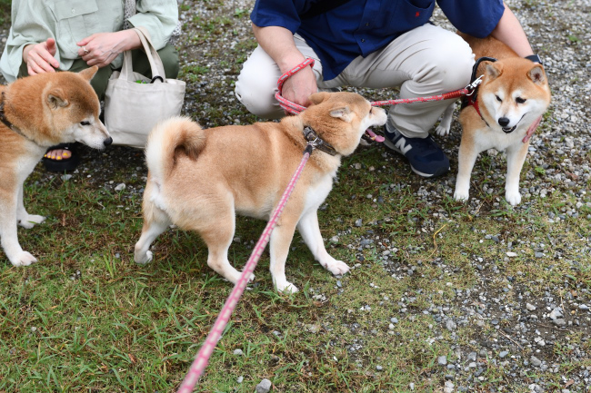 紅里とらんちゃん