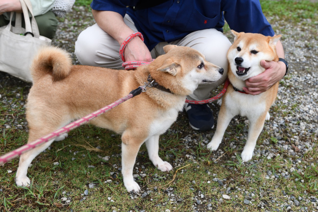 紅里とらんちゃん