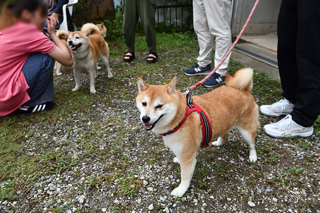 笑顔のらんちゃん