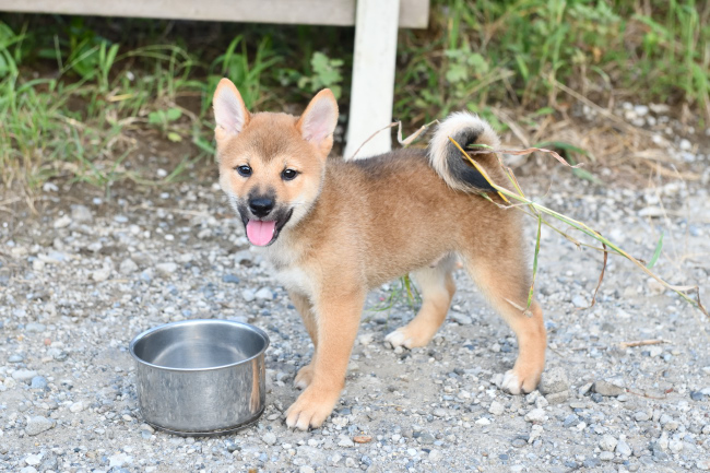 販売中の柴犬オスの子犬1