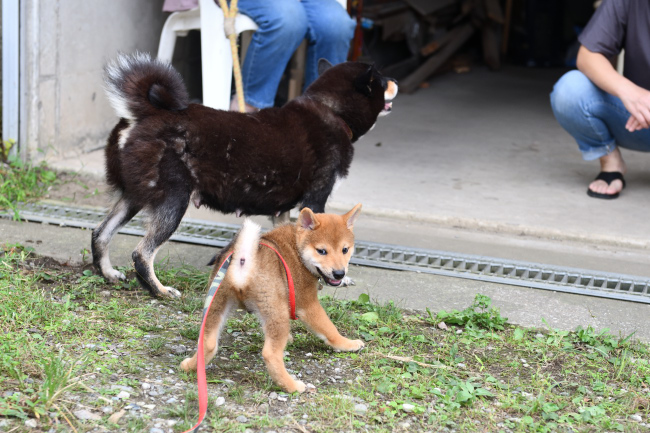 黒柴マリモと海登くん