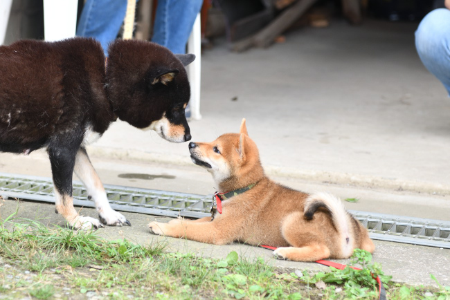 黒柴マリモと海登くん