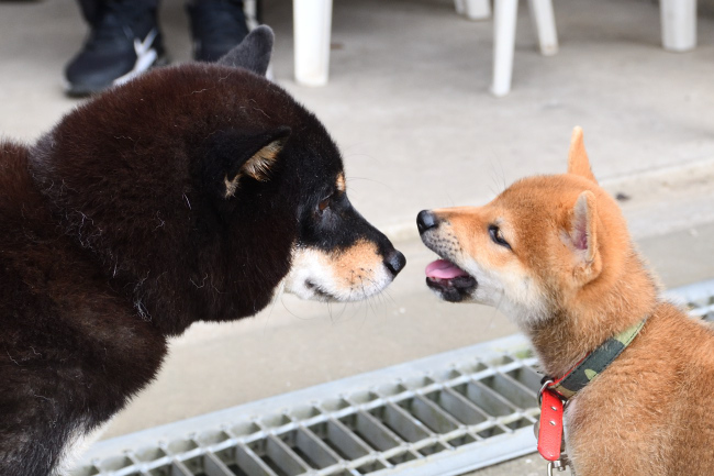 黒柴マリモと海登くん