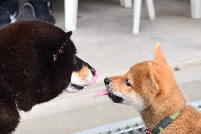 黒柴マリモと海登くん