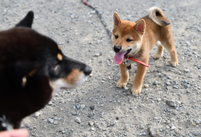 黒柴マリモと海登くん