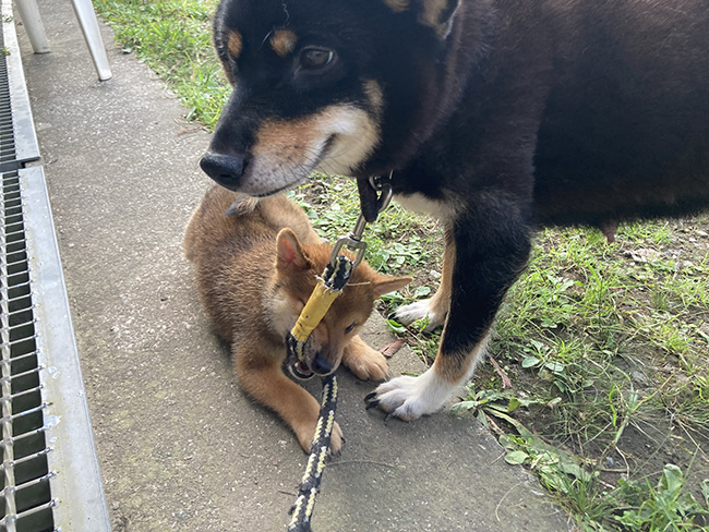 お母さんのマリモと海登くん