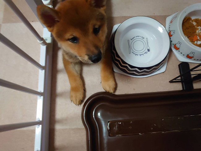 柴犬の子犬のいる生活