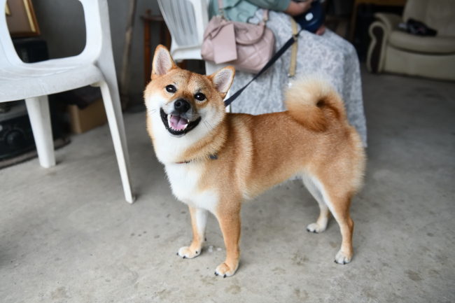 柴犬楓ちゃんの写真