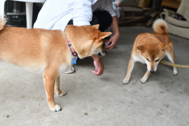 菊次郎お父さんと楓ちゃん