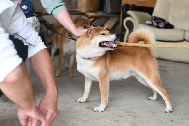 飼い主様に撫でられてご満悦の菊次郎くん