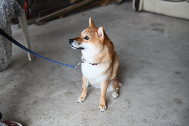 柴犬楓ちゃんの写真