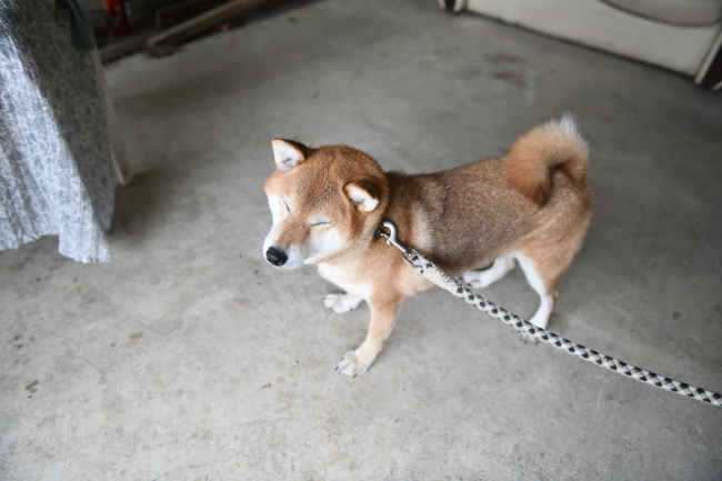 春ちゃんの写真