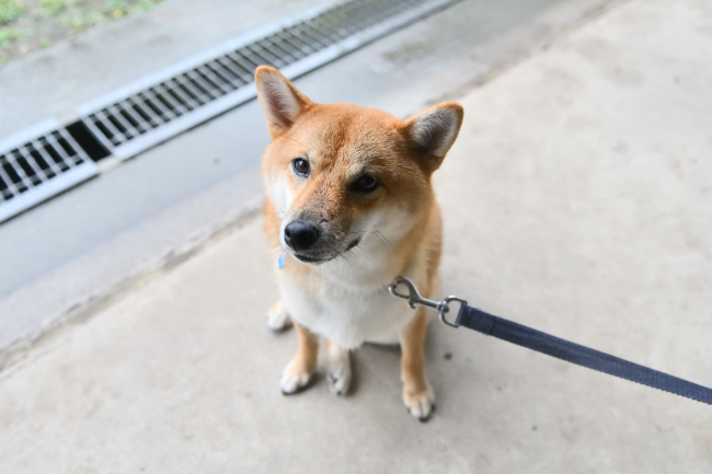 柴犬楓ちゃんの写真