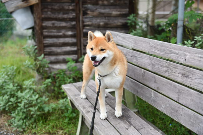ベンチの上でポーズをとる柴犬とん君