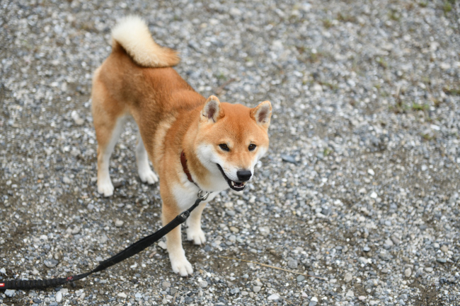 笑顔の柴犬とん君