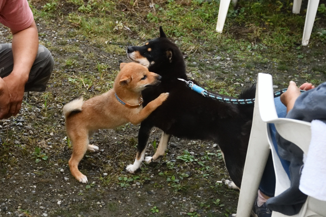 黒柴マリモと陸斗君の最後の戯れ