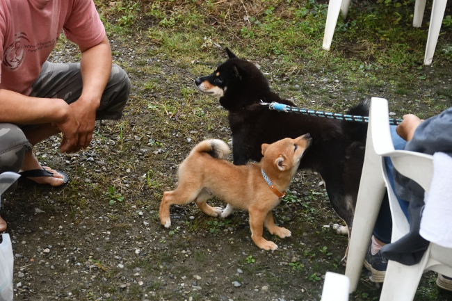 黒柴マリモと陸斗君の最後の戯れ