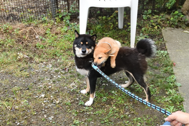 黒柴マリモと陸斗君の最後の戯れ