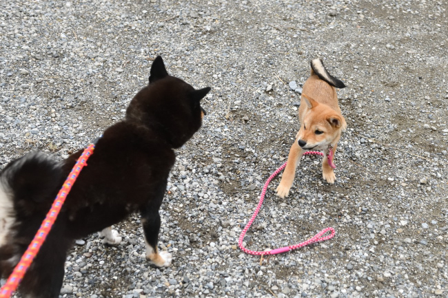 黒柴マリモの特訓