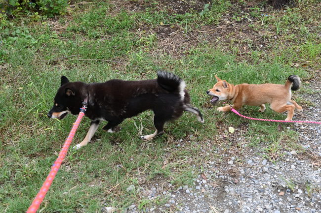 柴犬葉菜ちゃん３か月の写真