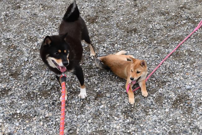 葉菜ちゃんお疲れ