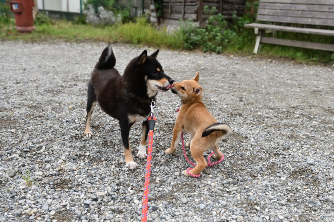 黒柴マリモと葉菜ちゃんの鼻キッス