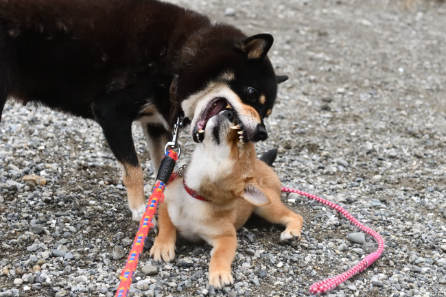 黒柴マリモの躾